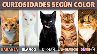 CURIOSIDADES de los gatos según SU COLOR [upl. by Naivad]