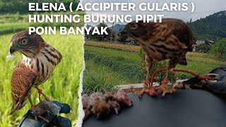 hunting with ELEN  accipiter gularis  falconry hunting burung pipit [upl. by Brade]