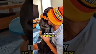 Top 3 Most Loyal Dog Breeds 🐶❤️ Forever Friends ❤️🐕 dogbreed loyalbreed doglover pets dog [upl. by Lihkin]