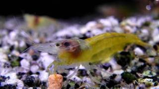 Gelbe Garnele Shrimps wwwwp3dde Neocaridina heteropoda var yellow Makro [upl. by Halvaard]