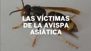 Las numerosas víctimas de la avispa asiática  España [upl. by Buffo781]