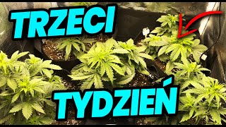 VLOG 16 Początek 3 tygodnia hodowli marihuany w Hiszpanii [upl. by Ocsic]