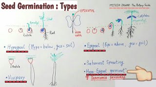 Seed Germination Types  Hypogeal Epigeal Vivipary amp Hypoepigeal germination  Types of Germination [upl. by Brandon]