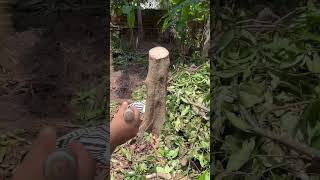 Cambium layer in bark grafting [upl. by Ahse]