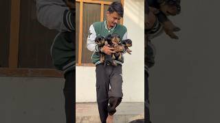 Rottweiler ke Sarri puppies utha leyay 🥰Mother reaction ⚠️rottweiler shorts puppies [upl. by Aniarrol]