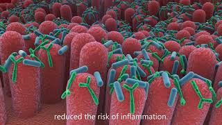 Lactobacillus and Bifidobacterium HEXBIO in our Digestive System [upl. by Sansen]