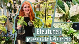 Efeutute pflegen und vermehren  MDR Garten [upl. by Albright]