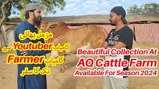 Beautiful Collection For Season 2024 AQ Cattle Farm Owns By Cattle Market Karachi [upl. by Eenram]