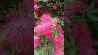 Flower calliandra tergemina [upl. by Skricki]