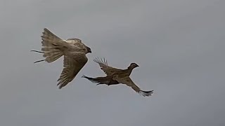 White goshawk hunting pheasants [upl. by Cope]