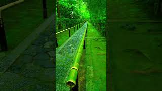 bamboo way cross forest forest jungle nature peaceful beautiful shorts relaxing trending [upl. by Yeoz]