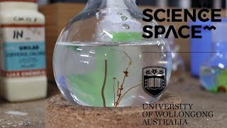 Literally 3 minutes of a chemical garden growing  Project Chemistree [upl. by Shaun]