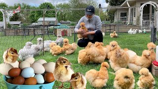 Organic Chicken Care Peacefully Integrating New Birds Collecting Peahen amp Colorful Eggs [upl. by Nehtiek]