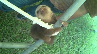 Baby Sloths on a Jungle Gym [upl. by Oiluj]