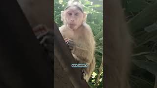 Cute expressions Macaca Macaco Macaque Bandar Makasih Kurangan Monkey Monkey shorts video [upl. by Notlih118]