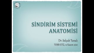 Sindirim Sistemi Anatomisi [upl. by Skcirdnek]