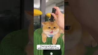 Reaction to stabbing a kitten with a retractable knife😂😂funny pets cat [upl. by Normand]