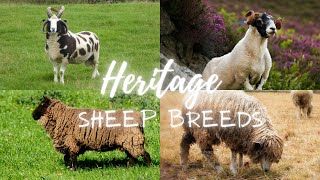 Heritage Sheep Breeds Guardians of Agricultural Legacy [upl. by Aztilem572]