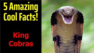 5 Fascinating Facts About King Cobras [upl. by Analram]