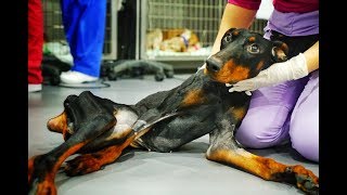 Increíble recuperación de perrita encontrada en un vertedero con la columna partida [upl. by Hoshi]