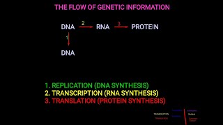 6 Cell biology  Central dogma and the Flow of genetic information شرح بالعربي [upl. by Wiese]