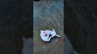 cat cuteanimal catfight catvideos catlover cutecat kitten animals viralshort shortvideo [upl. by Cheadle]