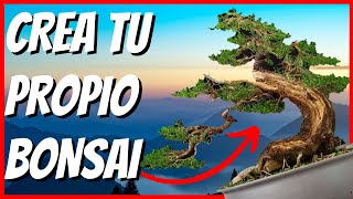 COMO HACER un BONSAI desde CERO ✅PASO a PASO✅ como EMPENZAR un BONSAI [upl. by O'Carroll797]