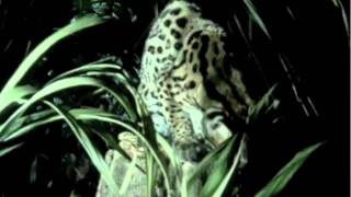 Margay An Endangered Species HD [upl. by Marten]