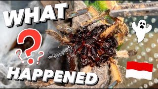 My most POTENT tarantula DIED when I’m in Indonesia [upl. by Olivette]