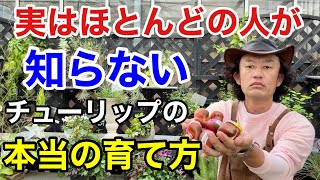 【実は間違い】9割知らないチューリップの正しい植え方教えます 【カーメン君】【園芸】【ガーデニング】【初心者】 [upl. by Eimmak178]