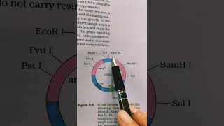 pBR 322 plasmid  cloning vector [upl. by Ali683]