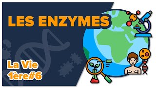 Les enzymes des biomolécules aux propriétés catalytiques SVT  LA VIE 1ère spé 6  Mathrix [upl. by Nosretep666]