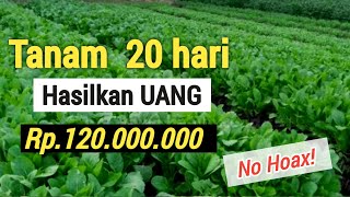 7 TANAMAN SUPER CEPAT MENGAHASILKAN UANG  MUDAH DITANAM [upl. by Sirtemed]