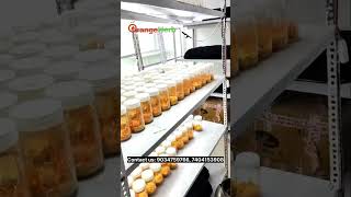 Cordyceps Militaris lab mushroom farming cordyceps keedajadi youtubeshorts youtube [upl. by Amiarom]