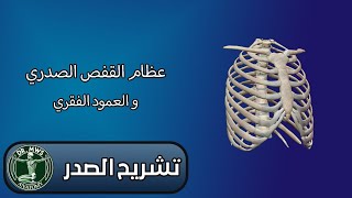 عظام القفص الصدري والعمود الفقري  القص sternum [upl. by Notgnimer]