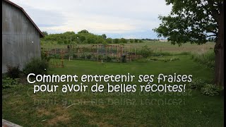 Comment entretenir ses fraises [upl. by Resaec553]