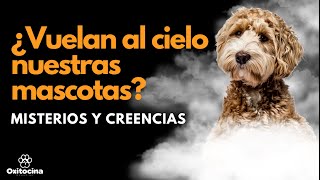 ¿TU PERRO IRÁ AL CIELO [upl. by Rucker]