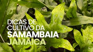 Dicas de cultivo da Samambaia Jamaica [upl. by Eniamreg815]