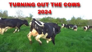 TURNING THE COWS OUT 2024 [upl. by Ahsinal]