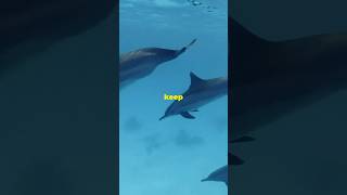 Top 5 Fastest Underwater Animals animals wildlife nature top10 facts fish ocean [upl. by Nileve]