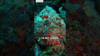 Stonefish  Worlds Most Venomous Fish shorts [upl. by Arden]