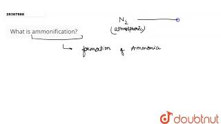 What is ammonification [upl. by Pooley]