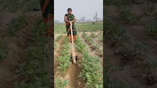 Alu mein hal chalana shorts trending reels agriculture farming funny kisan khet alu plants [upl. by Snah]