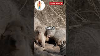 10 Shocking Facts About Mongooses🦊Mongoose Wildlife shortvideo WildlifeDocumenta 10facts [upl. by Llenej]