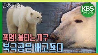 폭염 불타는 지구 북극곰은 배고프다 생존 위협받는 북극곰  KBS 방송 [upl. by Bust]