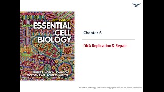 DNA replication [upl. by Aener]