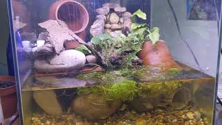 3 spined stickleback tank [upl. by Enelak]