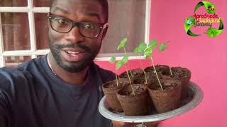 How to Grow Sorrel Seed Fast  Paper Towel and Ziplock Method  Gardening Hack  Agrosuede ✔ [upl. by Hancock]