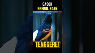 MURAI GACOR FASEH ISIAN TENGGERET [upl. by Hey]