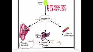 压力肥皮質素 脂朕素 瘦体素的関係 PNI 多發性卵巢囊腫 產品搭配请看本影片說明処 031921 [upl. by Hugh]